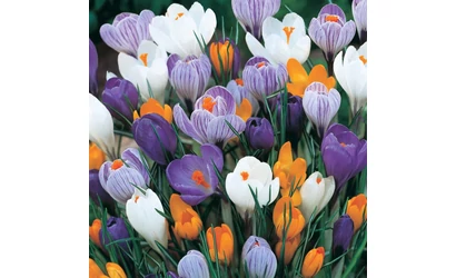 Kora tavasz a kertben - aktuális tennivalókkal